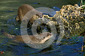 LOUTRE CENDREE aonyx cinerea