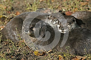 LOUTRE CENDREE aonyx cinerea