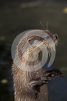 LOUTRE CENDREE aonyx cinerea