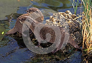 LOUTRE CENDREE aonyx cinerea