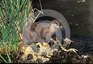 LOUTRE CENDREE aonyx cinerea