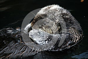 LOUTRE DE MER enhydra lutris