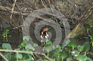 LOUTRE GEANTE pteronura brasiliensis