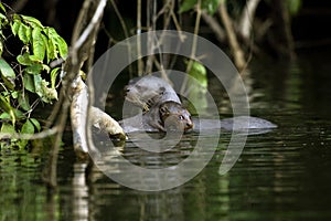 LOUTRE GEANTE pteronura brasiliensis