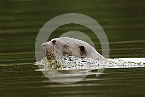 LOUTRE GEANTE pteronura brasiliensis