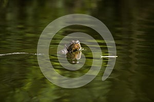 LOUTRE GEANTE pteronura brasiliensis