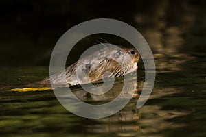 LOUTRE GEANTE pteronura brasiliensis