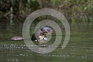 LOUTRE GEANTE pteronura brasiliensis