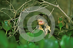 LOUTRE GEANTE pteronura brasiliensis