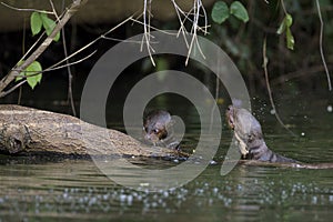 LOUTRE GEANTE pteronura brasiliensis