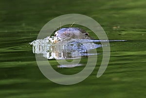 LOUTRE GEANTE pteronura brasiliensis