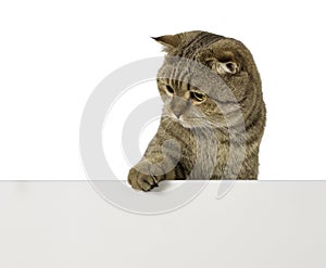 Lovable cat over empty plastic board with free space for your text