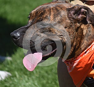 Lovable Pitbull Tired From Plating with Friends