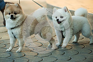 They are so lovable. Pomeranian spitz dogs walk on leash. Pedigree dogs. Dog pets outdoor. Cute small dogs playing