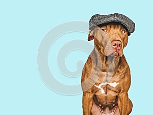 Lovable, pretty brown dog. Pet care concept