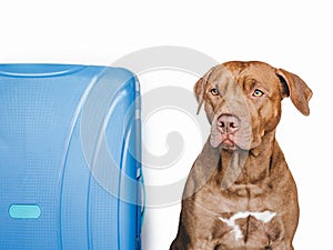 Lovable, pretty brown puppy and blue suitcase