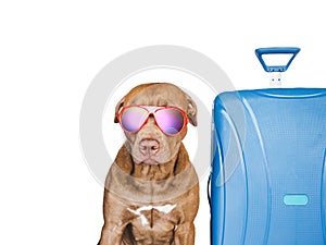Lovable, pretty brown puppy and blue suitcase