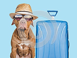 Lovable, pretty brown puppy and blue suitcase