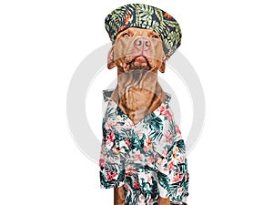 Lovable, pretty brown puppy, stylish shirt and sunhat