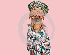 Lovable, pretty brown puppy, stylish shirt and sunhat