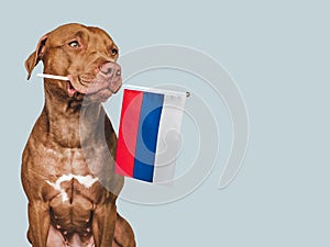 Lovable, pretty dog and Flag of Russia