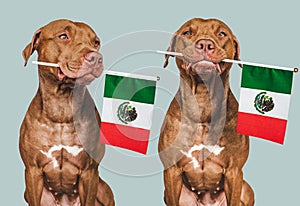 Lovable, pretty dog and Mexican Flag. Closeup
