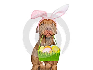 Lovable, pretty puppy and a basket of Easter eggs