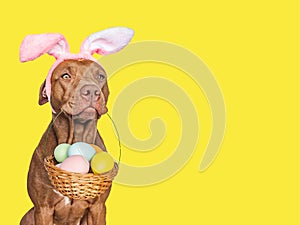 Lovable, pretty puppy and a basket of Easter eggs