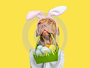 Lovable, pretty puppy and a basket of Easter eggs