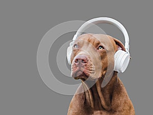 Lovable, pretty puppy of brown color and white, stylish headphones