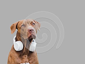 Lovable, pretty puppy of brown color and white, stylish headphones