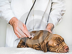 Lovable, pretty puppy of chocolate color. Close-up