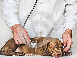 Lovable, pretty puppy of chocolate color. Close-up