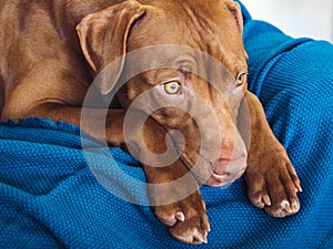 Lovable, pretty puppy of chocolate color. Closeup