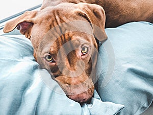 Lovable, pretty puppy of chocolate color. Closeup