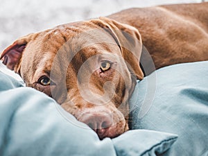 Lovable, pretty puppy of chocolate color. Closeup