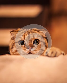 Lovable Scottish fold cat