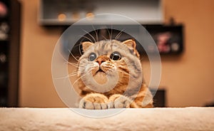 Lovable Scottish fold cat photo