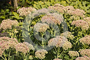 Lovage common shrub garden