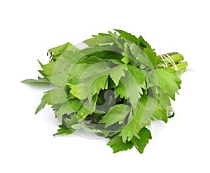 Lovage