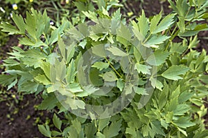 Lovage in the garden green leaves, Levisticum officinale