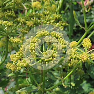 Lovage herb