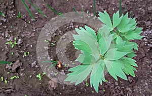 Lovage herb very medicinal plant growing in the garden