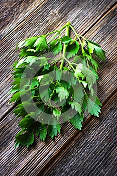 Lovage herb