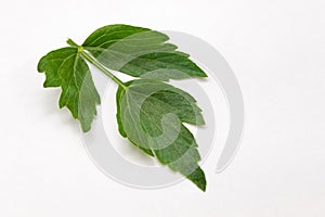 Lovage leaf on a white background. Sea parsley.