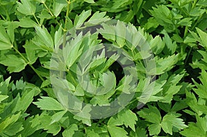 Lovage, levisticum officinale