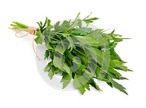 Lovage, Levisticum officinale.