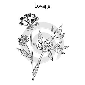 Lovage levisticum officinale , culinary and medicinal herb