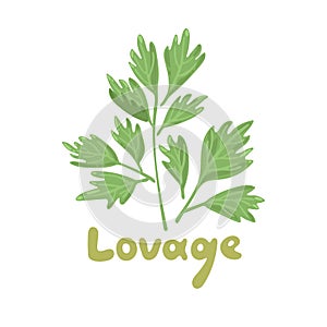 Lovage, levisticum officinale. Culinary and medicinal herb. Hand drawn botanical vector illustration. Playful design style, salad