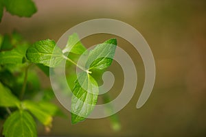 Lovage plant isolated on natural background